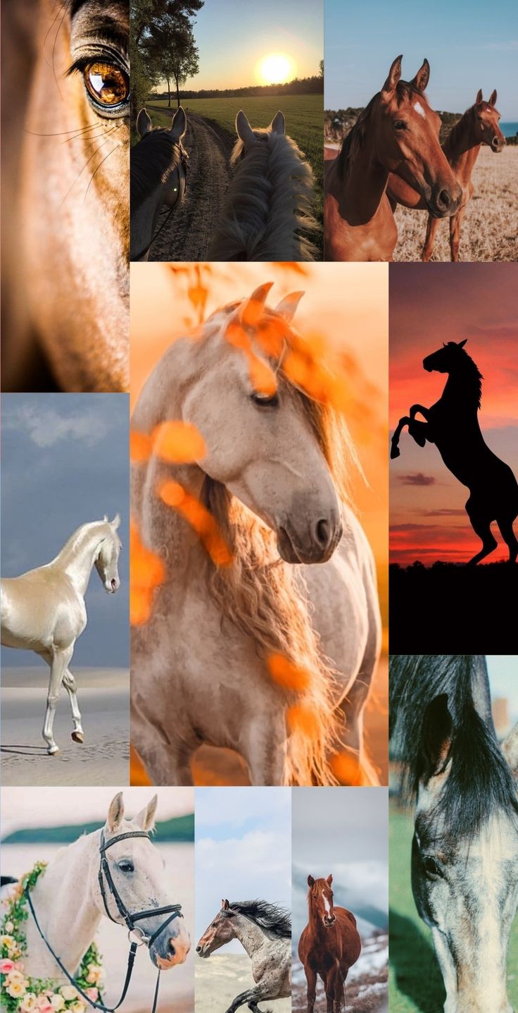 Beautiful Horses Wallpapers