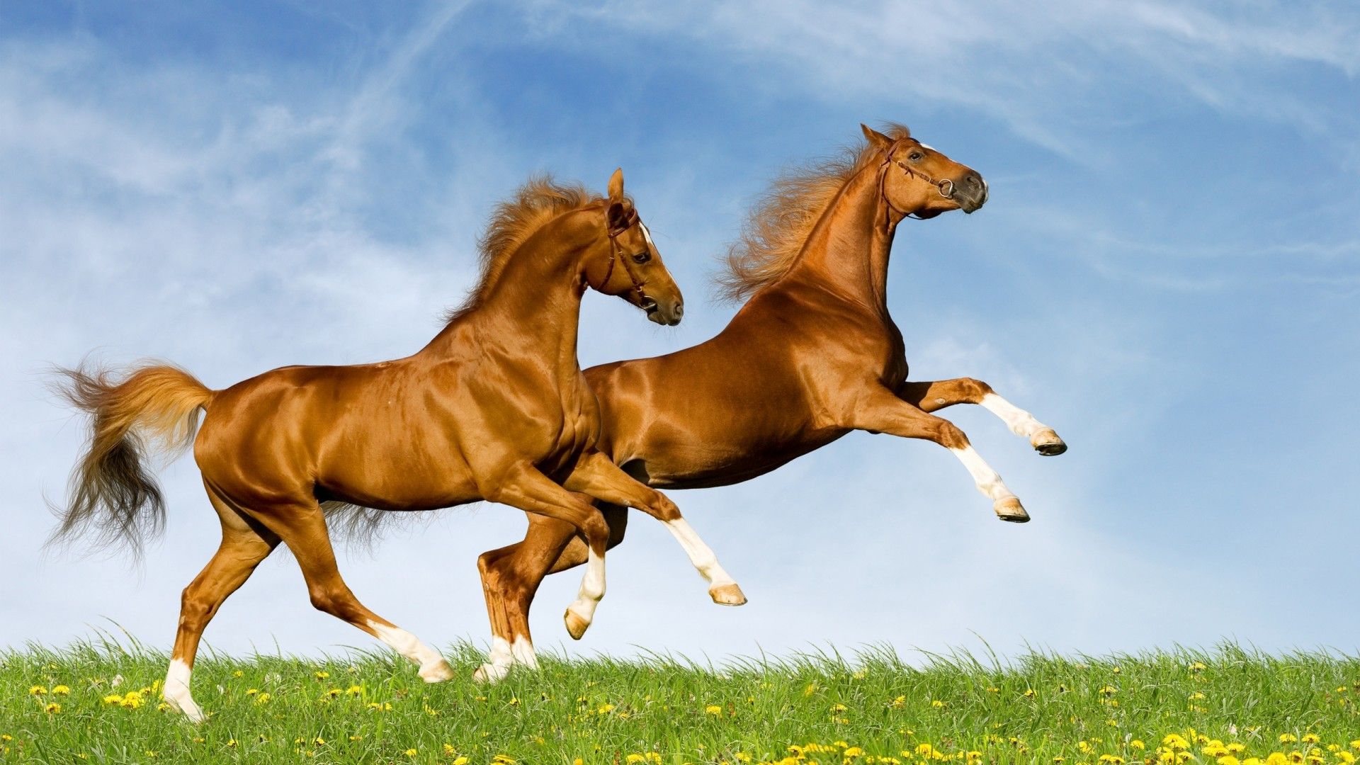 Beautiful Horses Running Wild Wallpapers