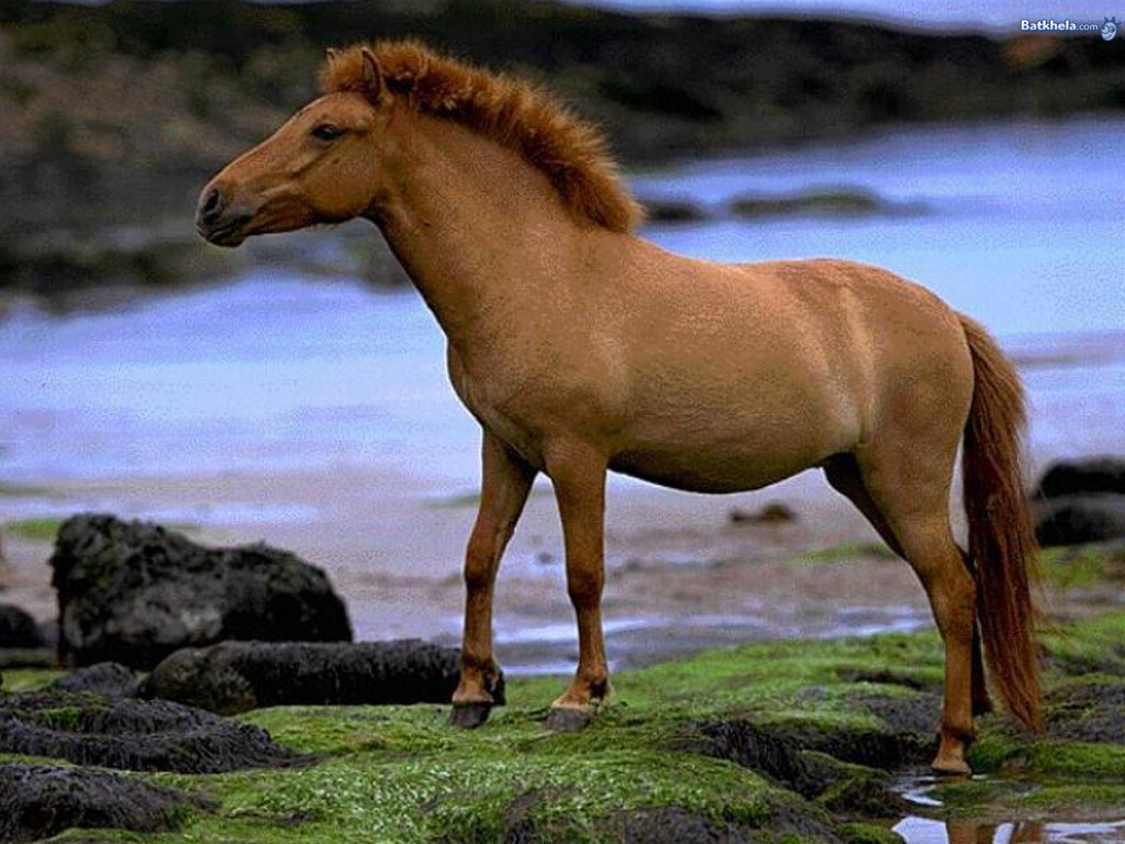 Beautiful Horses Running Wild Wallpapers