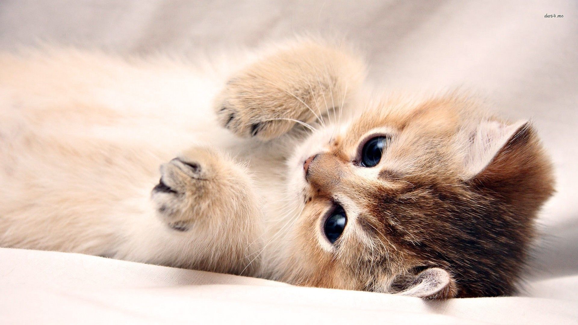 Beautiful Kitten Wallpapers Wallpapers