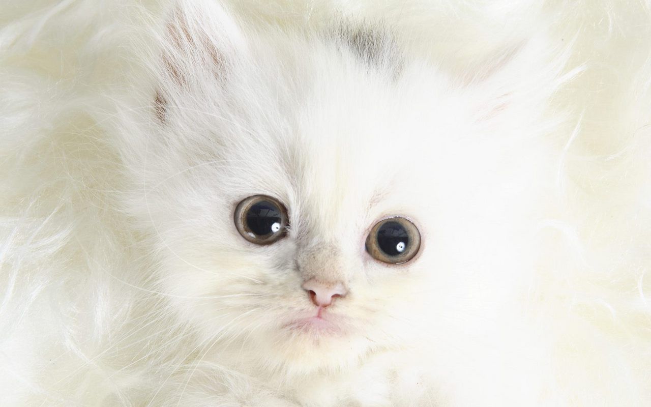 Beautiful Kitten Wallpapers Wallpapers