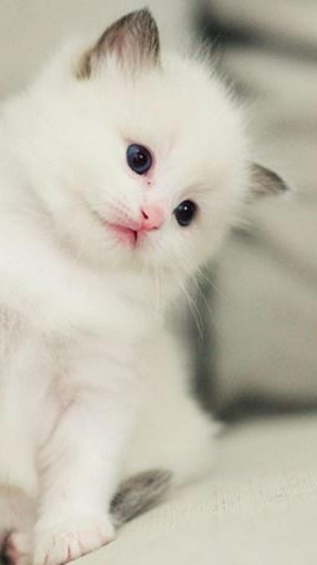 Beautiful Kitten Wallpapers Wallpapers