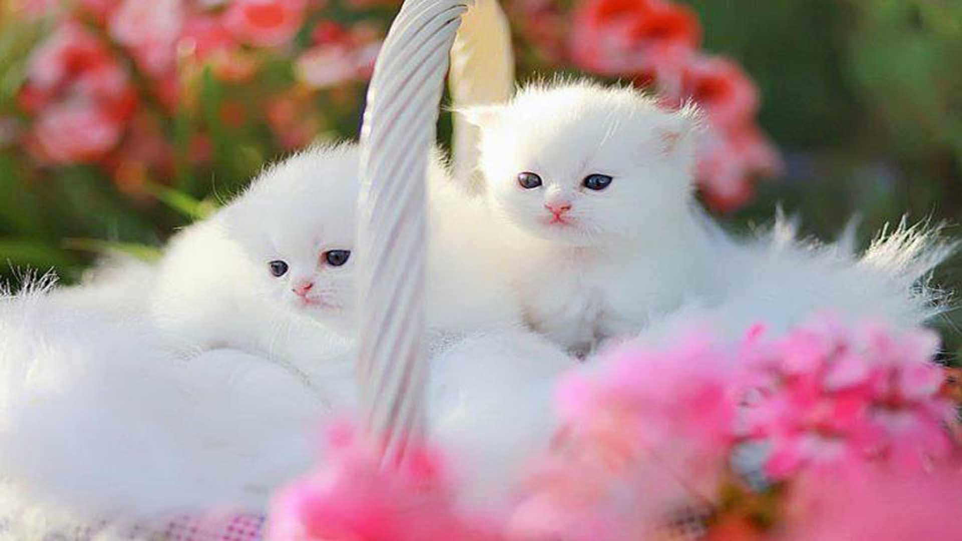 Beautiful Kitten Wallpapers Wallpapers