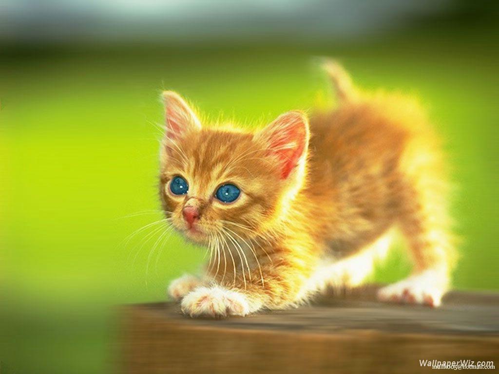 Beautiful Kitten Wallpapers Wallpapers