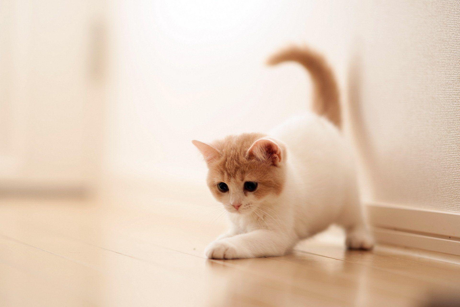 Beautiful Kitten Wallpapers Wallpapers