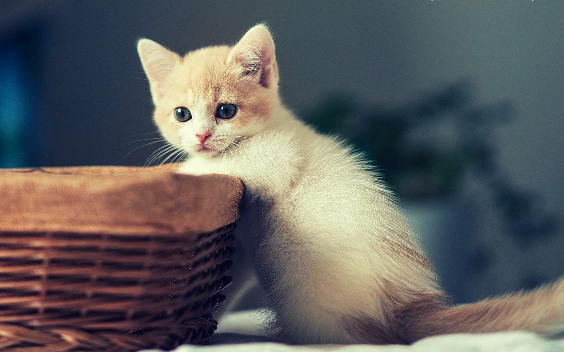 Beautiful Kitten Wallpapers Wallpapers