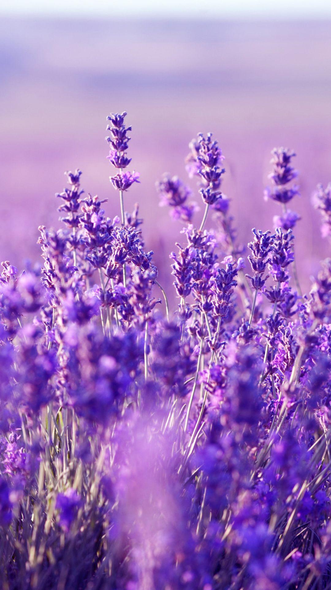 Beautiful Lavender Field Wallpapers Wallpapers