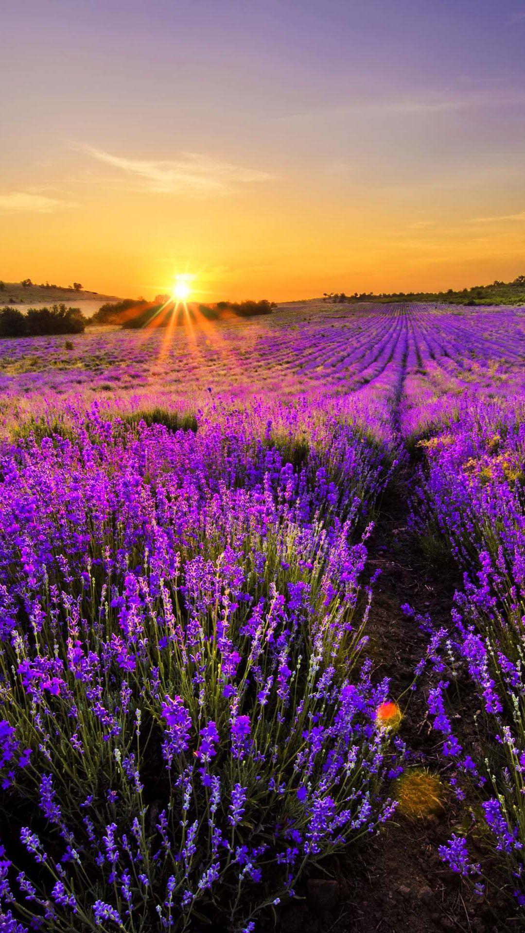 Beautiful Lavender Field Wallpapers Wallpapers