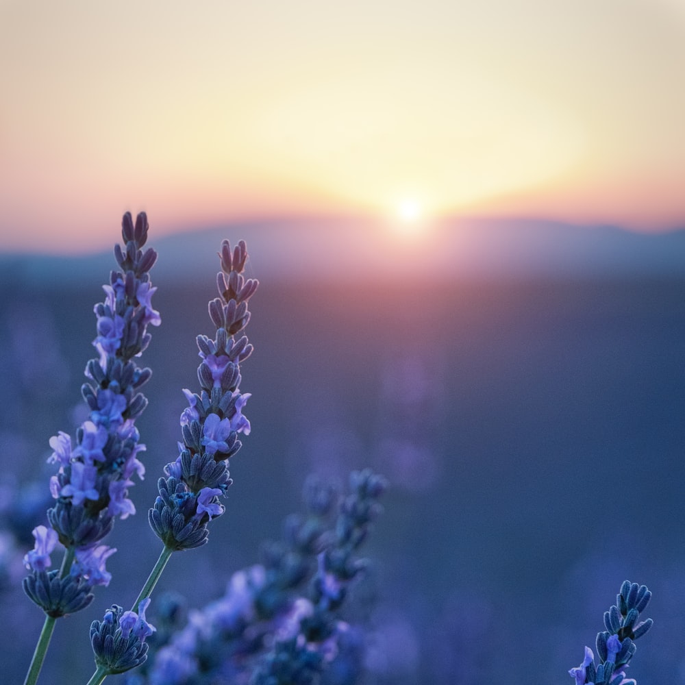 Beautiful Lavender Field Wallpapers Wallpapers