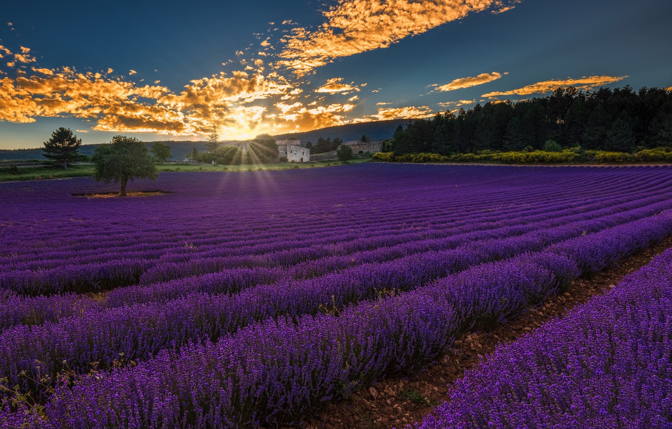 Beautiful Lavender Field Wallpapers Wallpapers