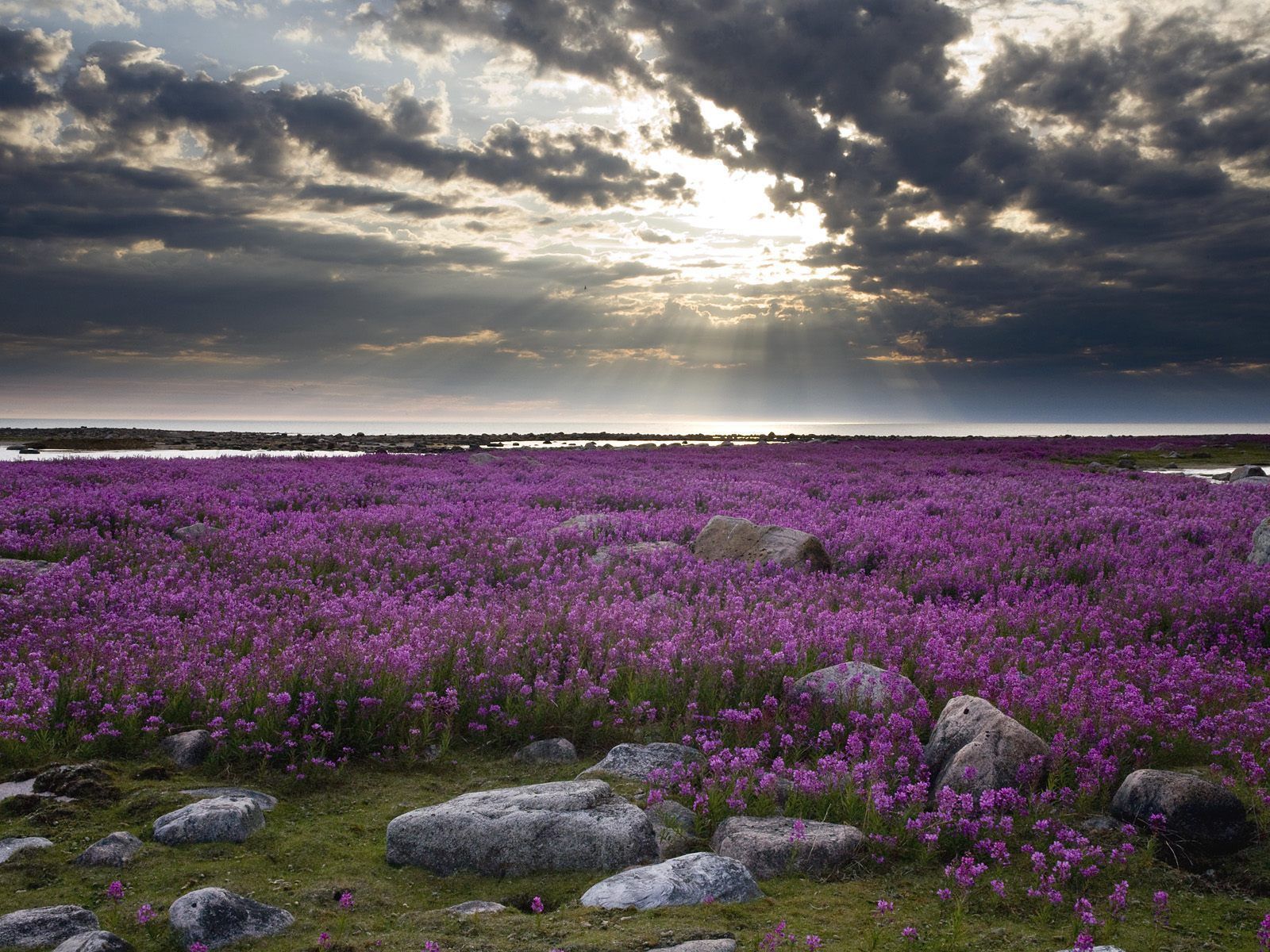 Beautiful Lavender Field Wallpapers Wallpapers