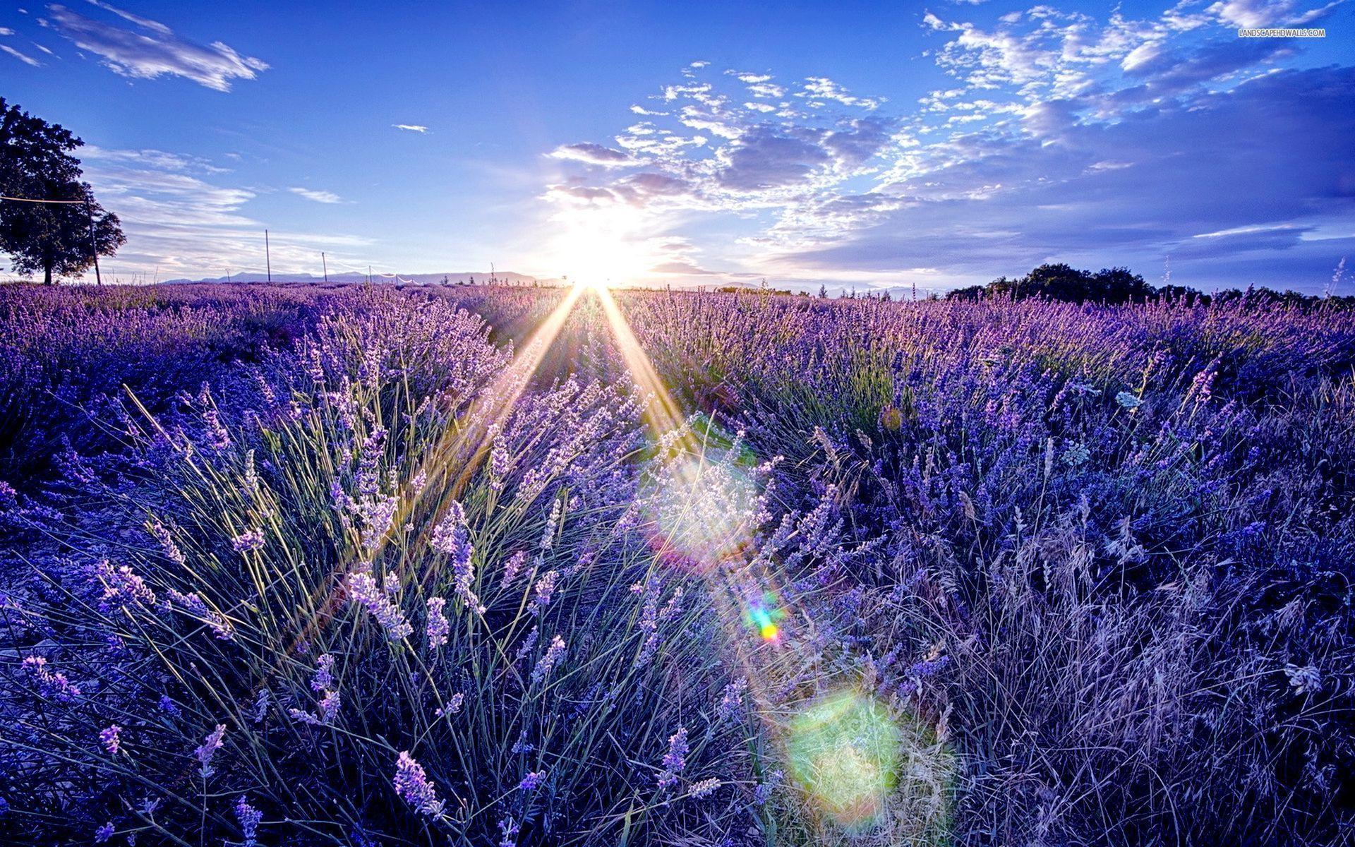 Beautiful Lavender Field Wallpapers Wallpapers