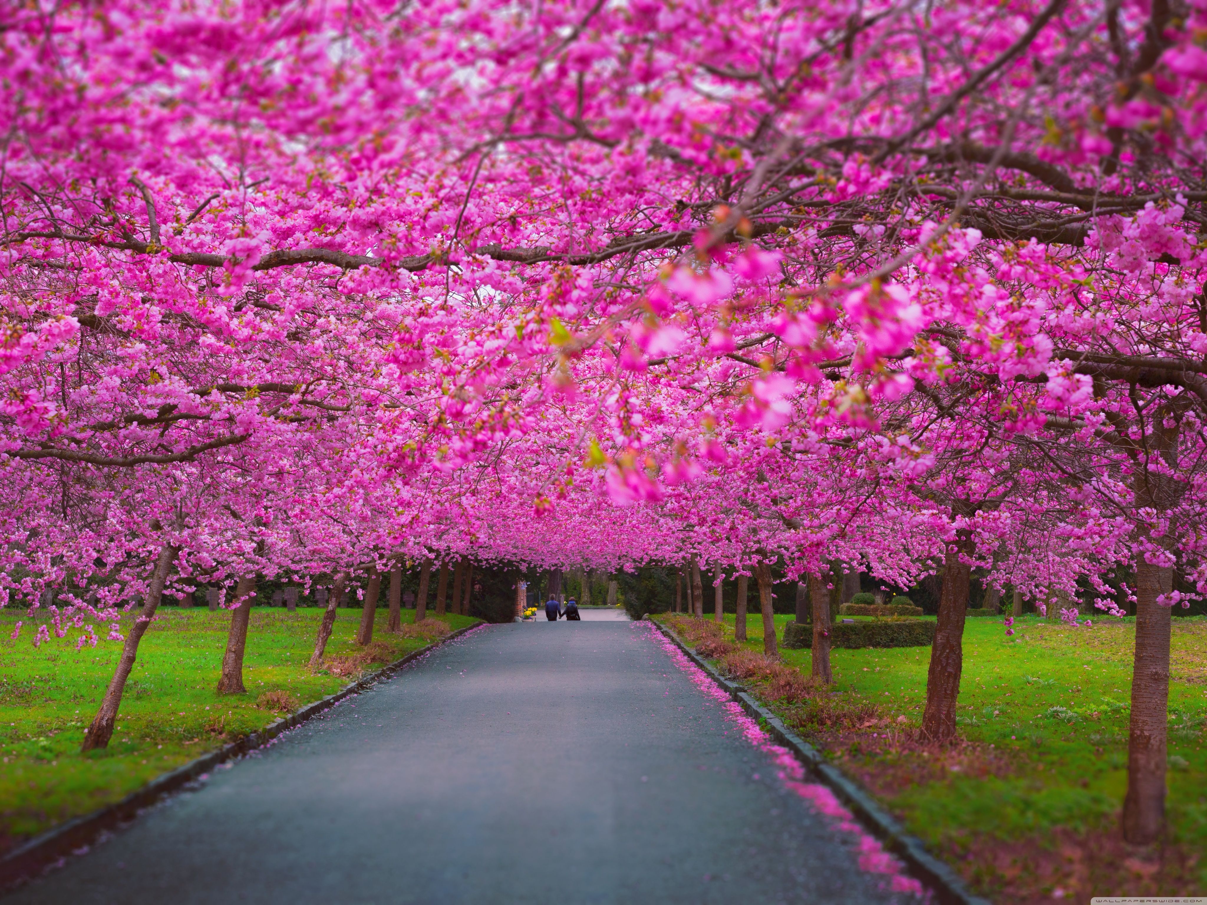 Beautiful Nature Spring Wallpapers