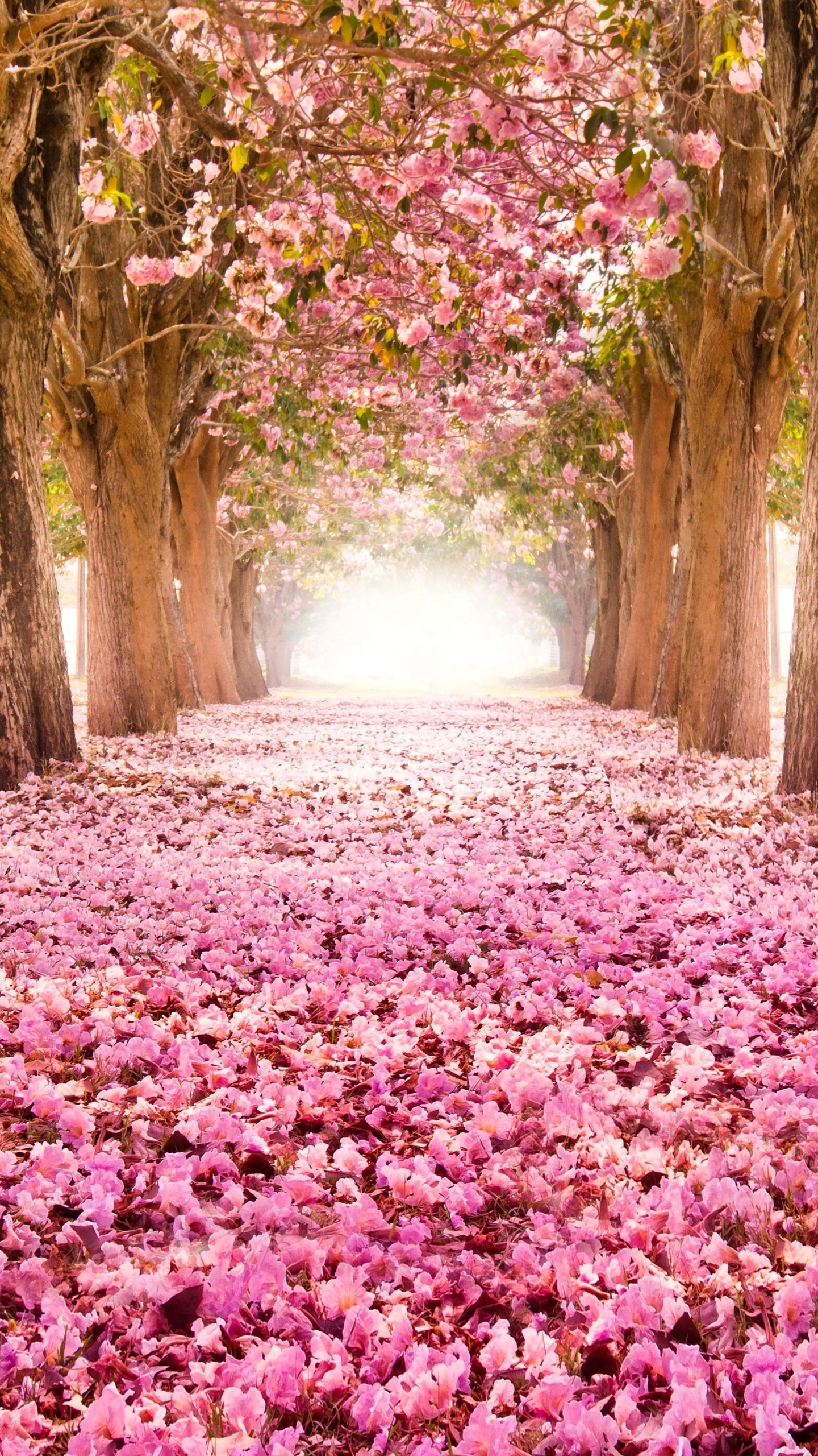 Beautiful Nature Spring Wallpapers