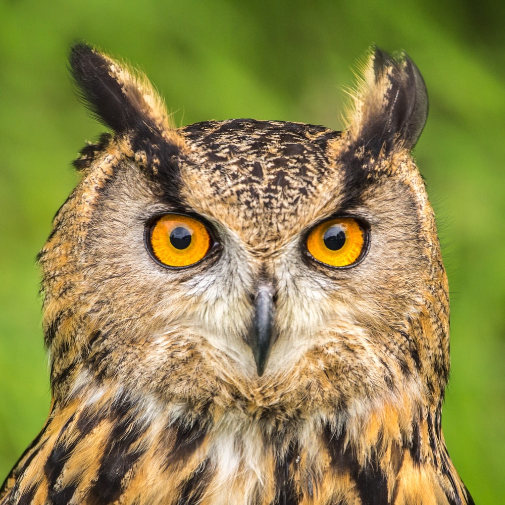 Beautiful Owl Wallpapers