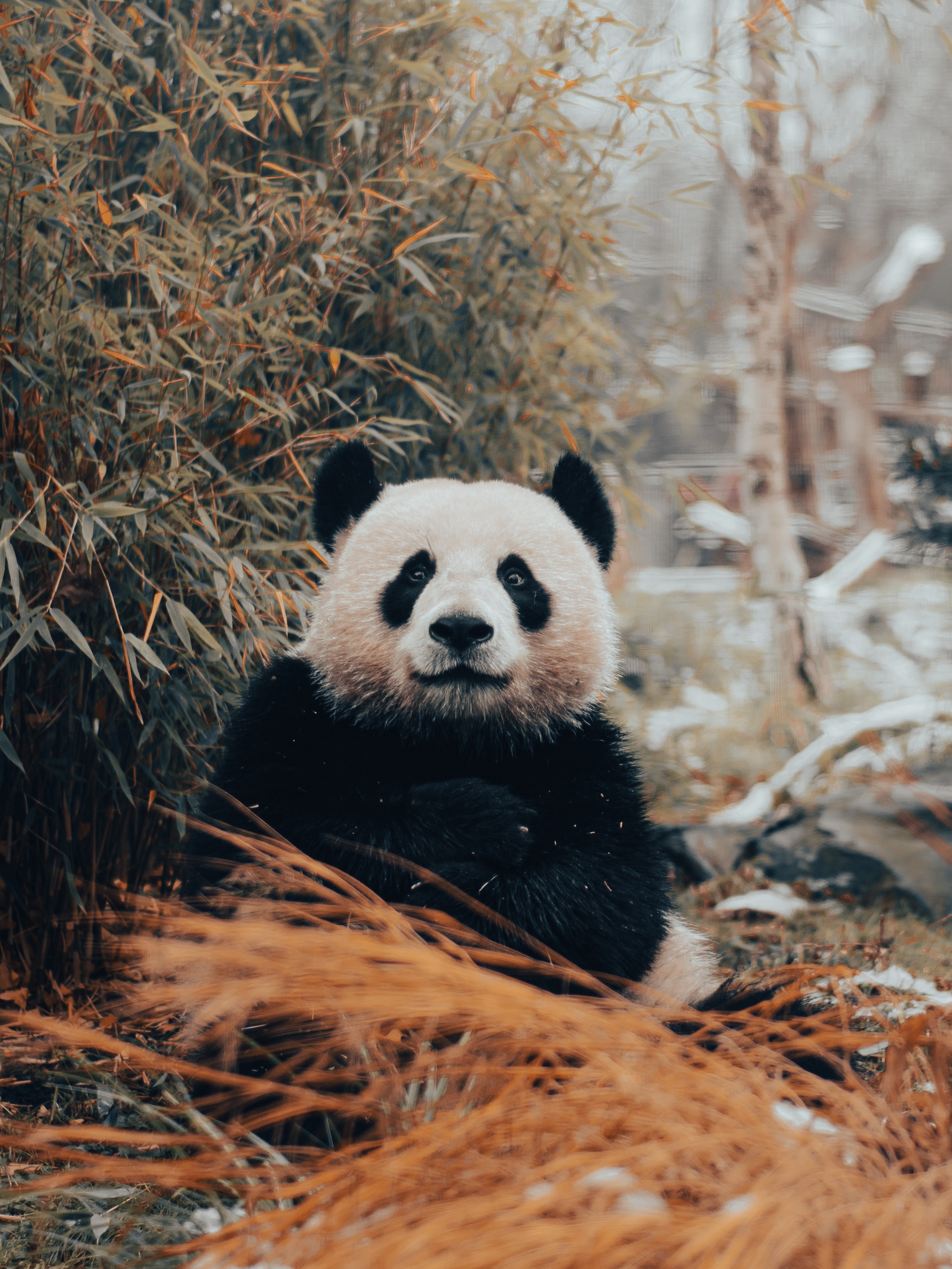 Beautiful Panda Wallpapers