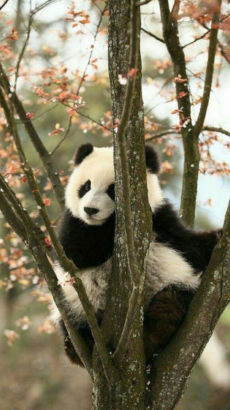 Beautiful Panda Wallpapers