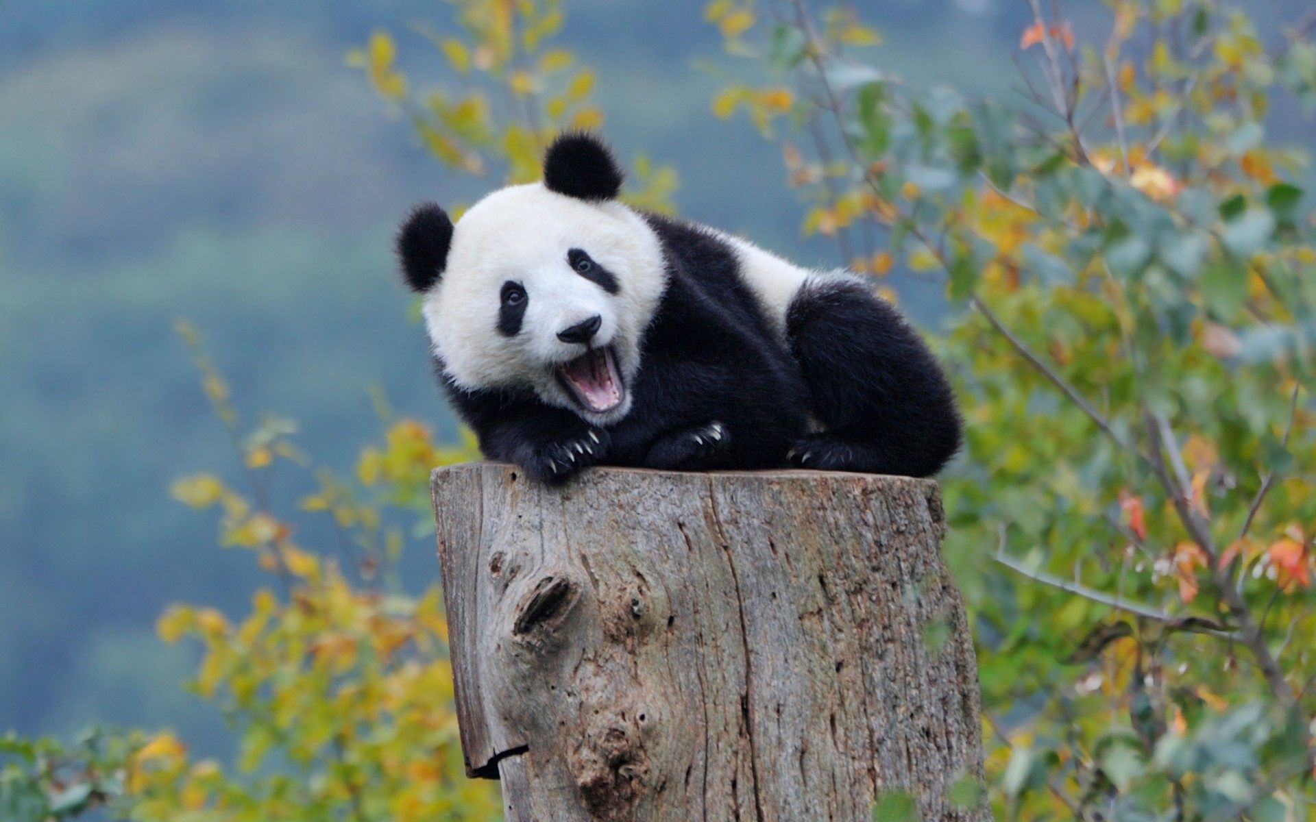 Beautiful Panda Wallpapers