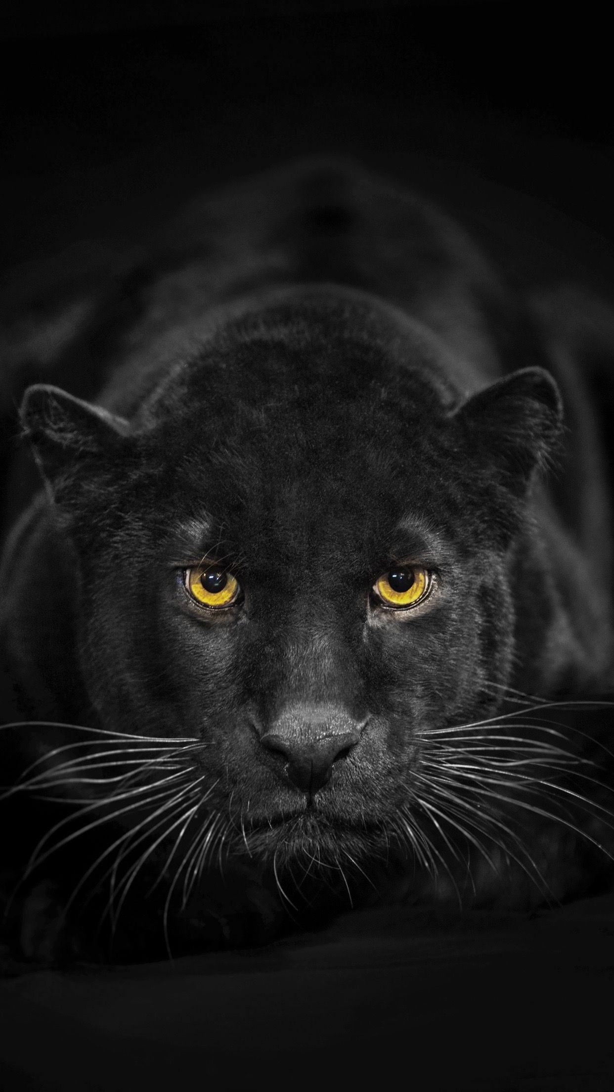 Beautiful Panther Wallpapers