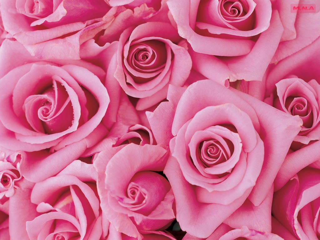 Beautiful Pink Flower Wallpapers