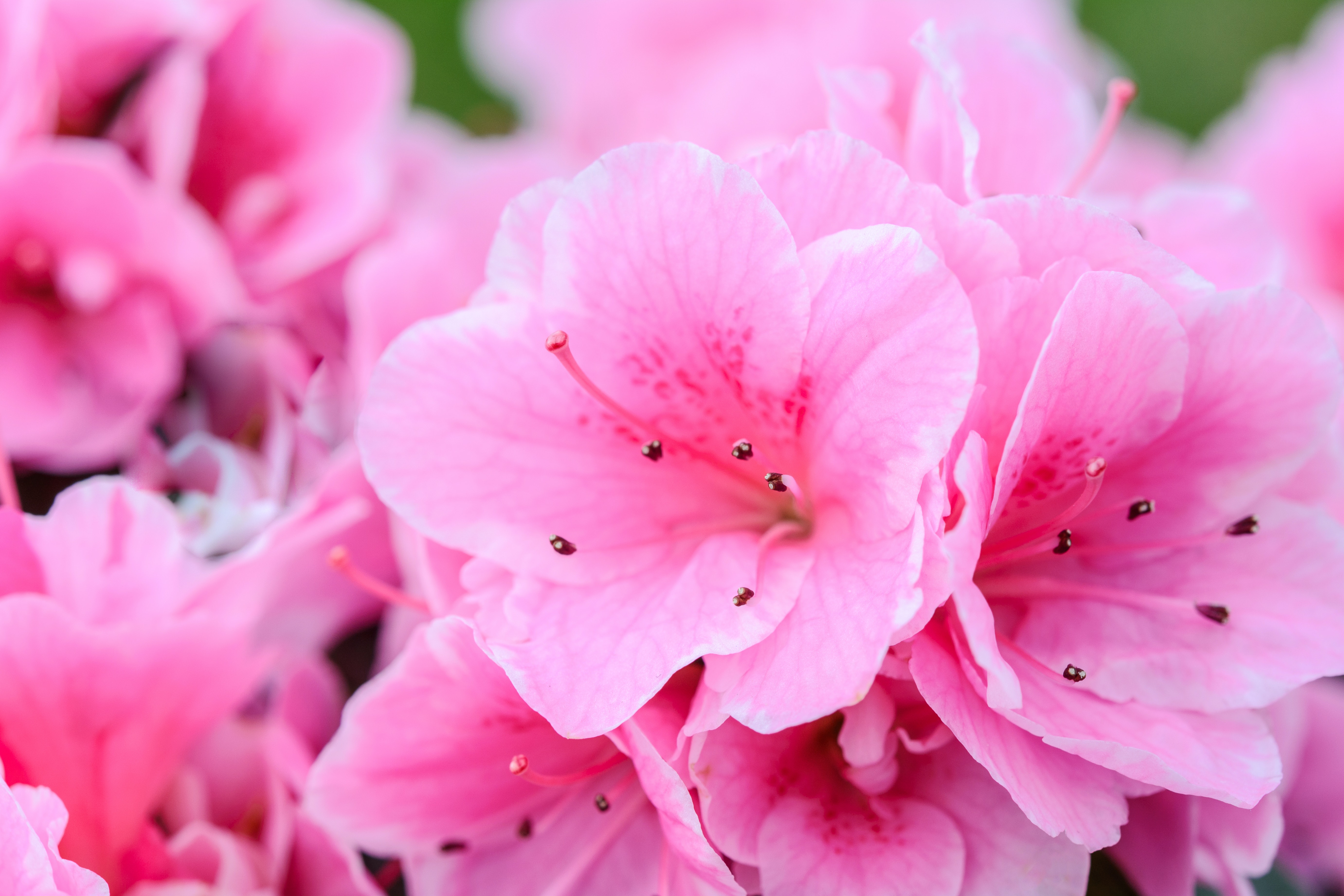 Beautiful Pink Flower Wallpapers