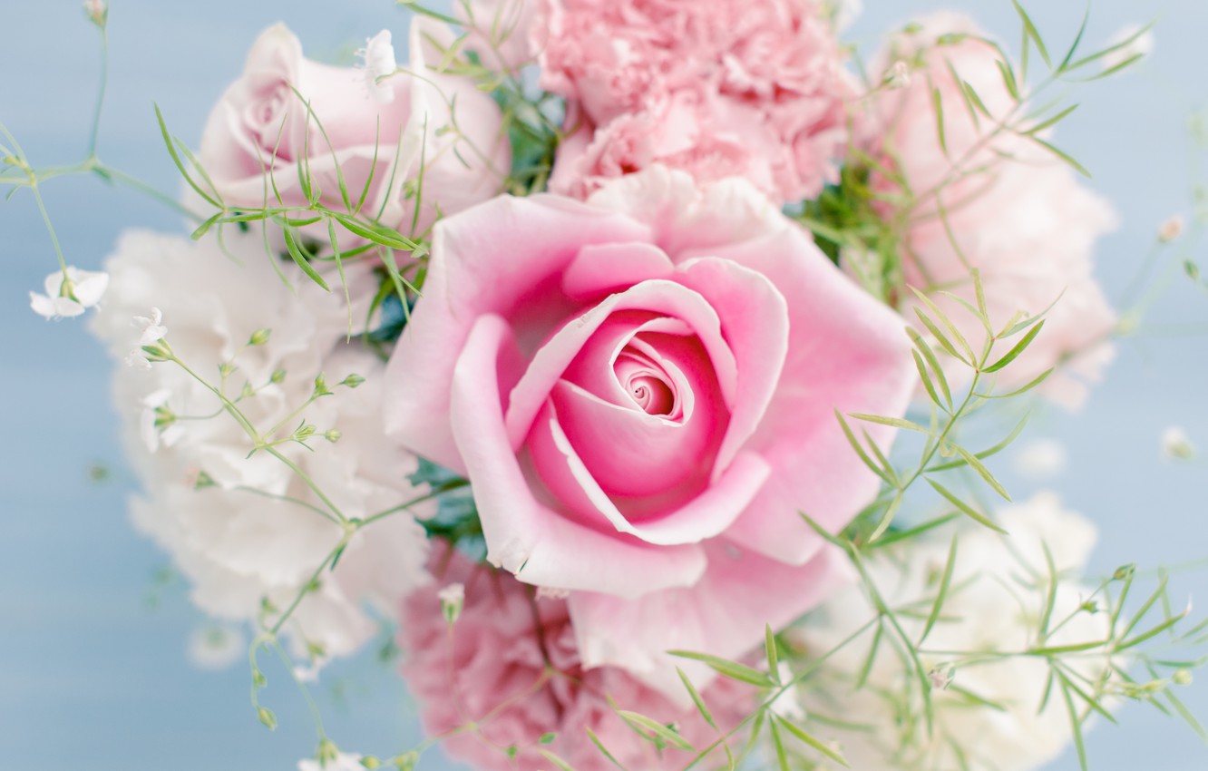 Beautiful Pink Roses Wallpapers Wallpapers