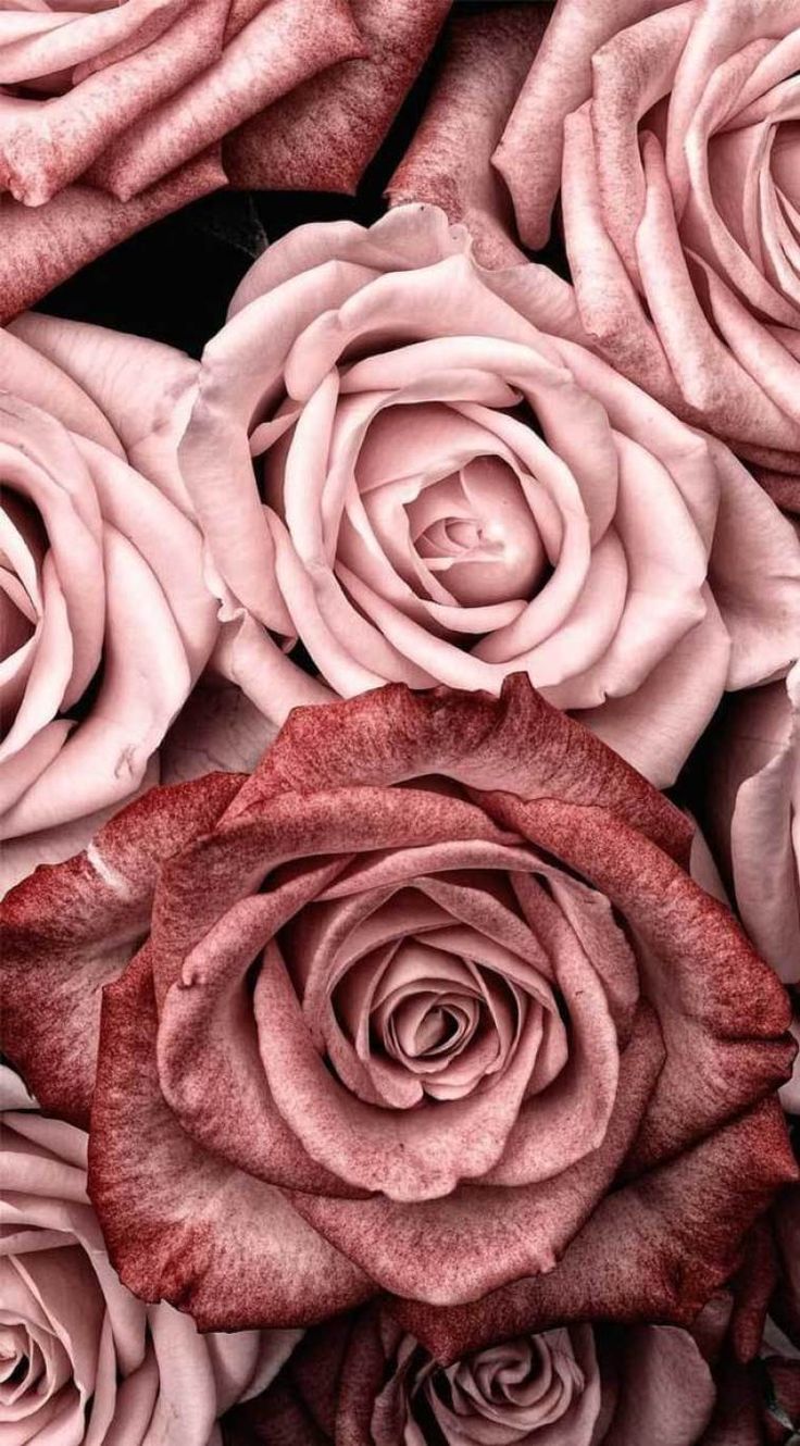 Beautiful Pink Roses Wallpapers Wallpapers
