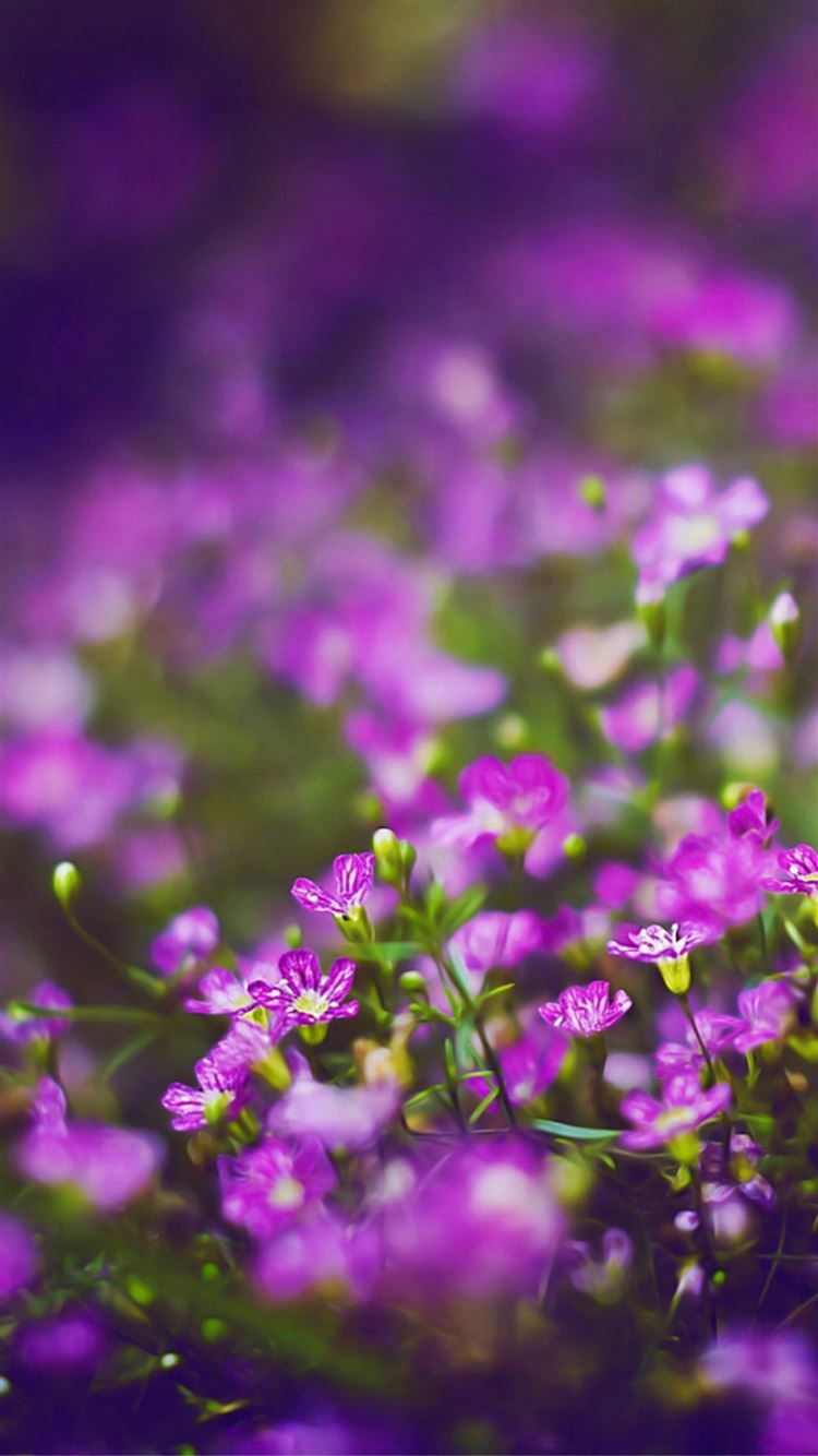 Beautiful Purple Wallpapers