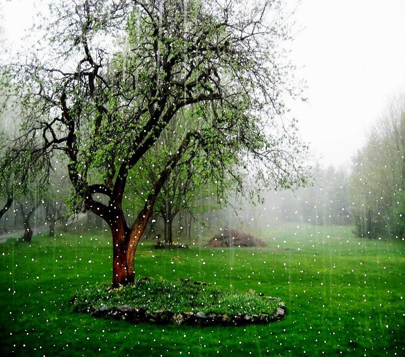 Beautiful Rain Wallpapers