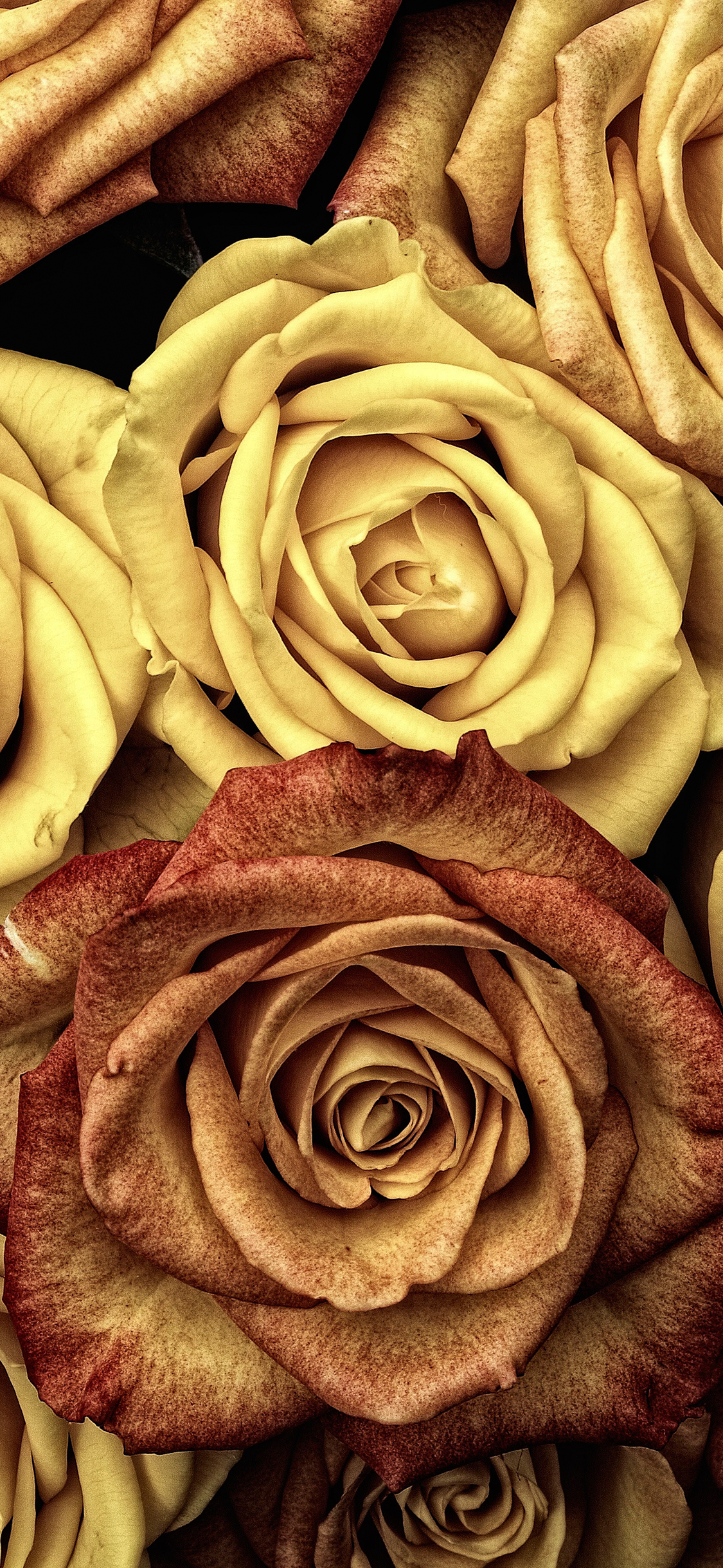 Beautiful Rose Flowers Wallpapers Wallpapers