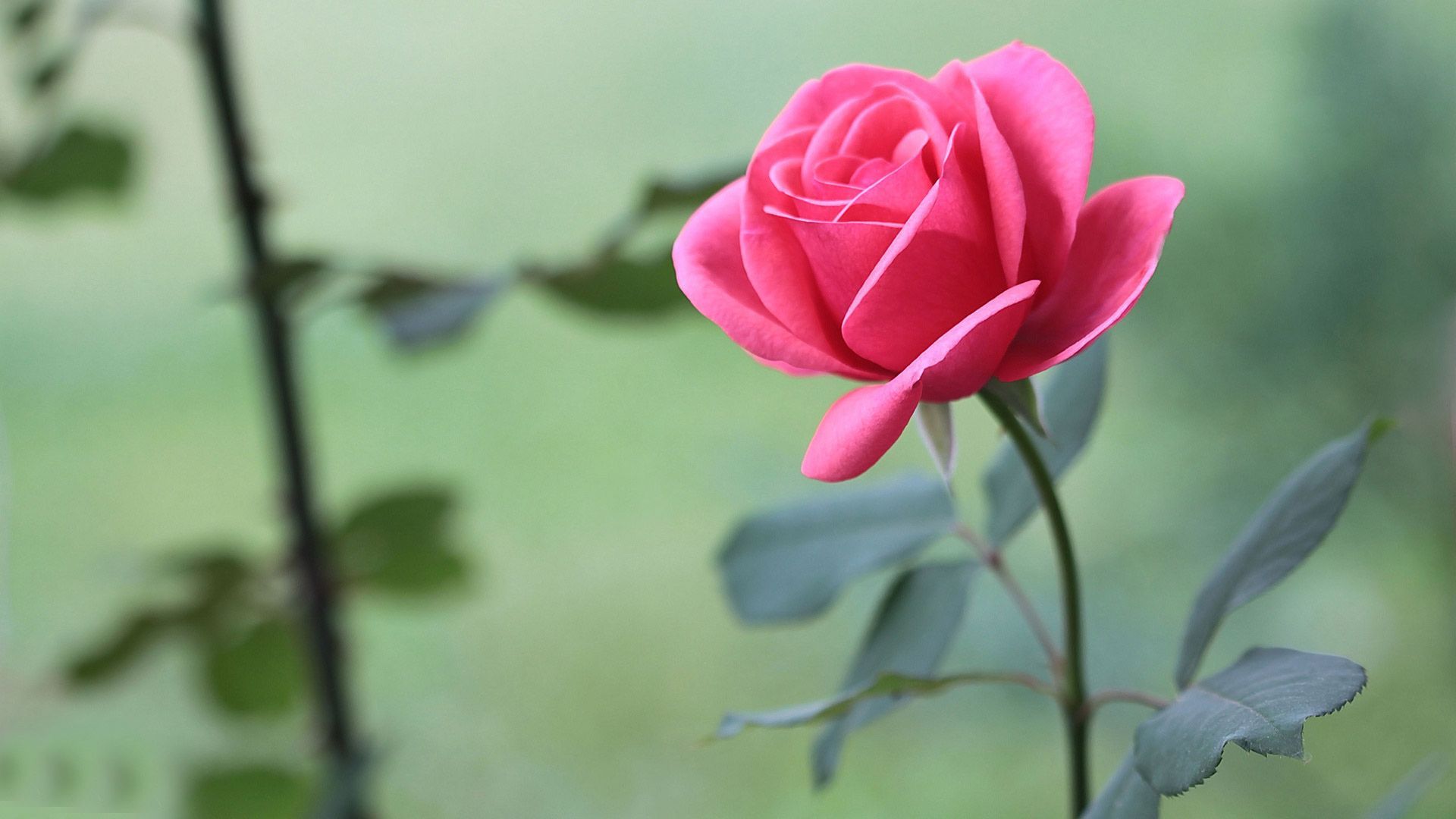 Beautiful Rose Hd Wallpapers Wallpapers