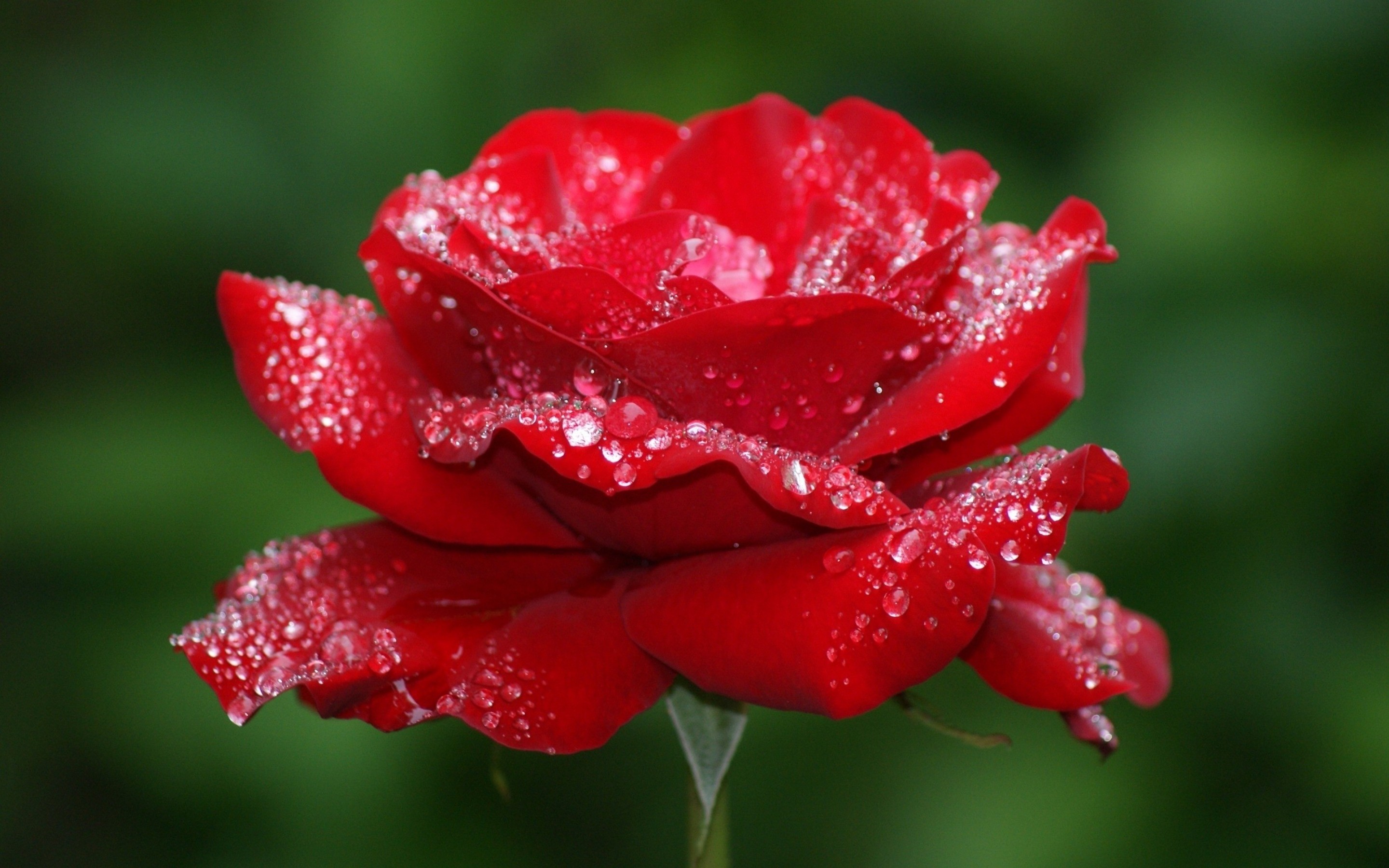 Beautiful Rose Hd Wallpapers Wallpapers