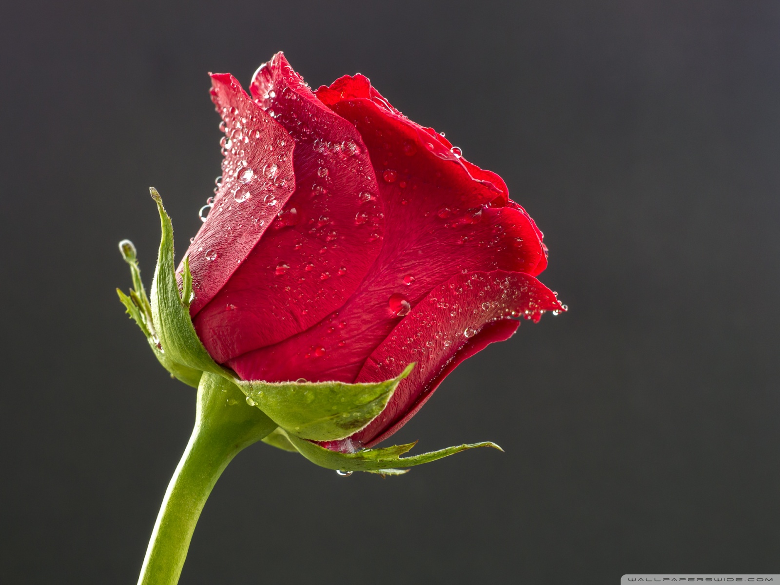 Beautiful Rose Hd Wallpapers Wallpapers