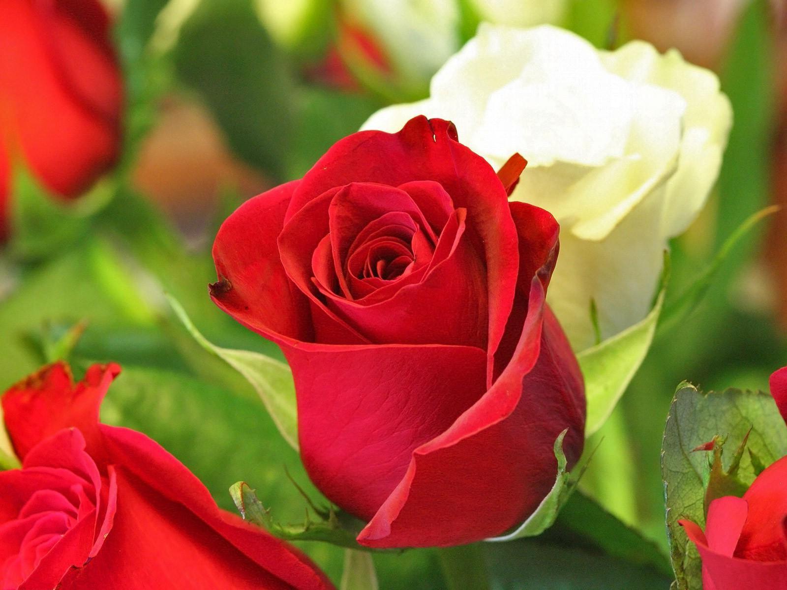 Beautiful Rose Hd Wallpapers Wallpapers