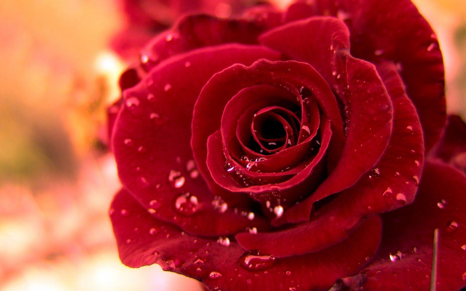 Beautiful Rose Hd Wallpapers Wallpapers