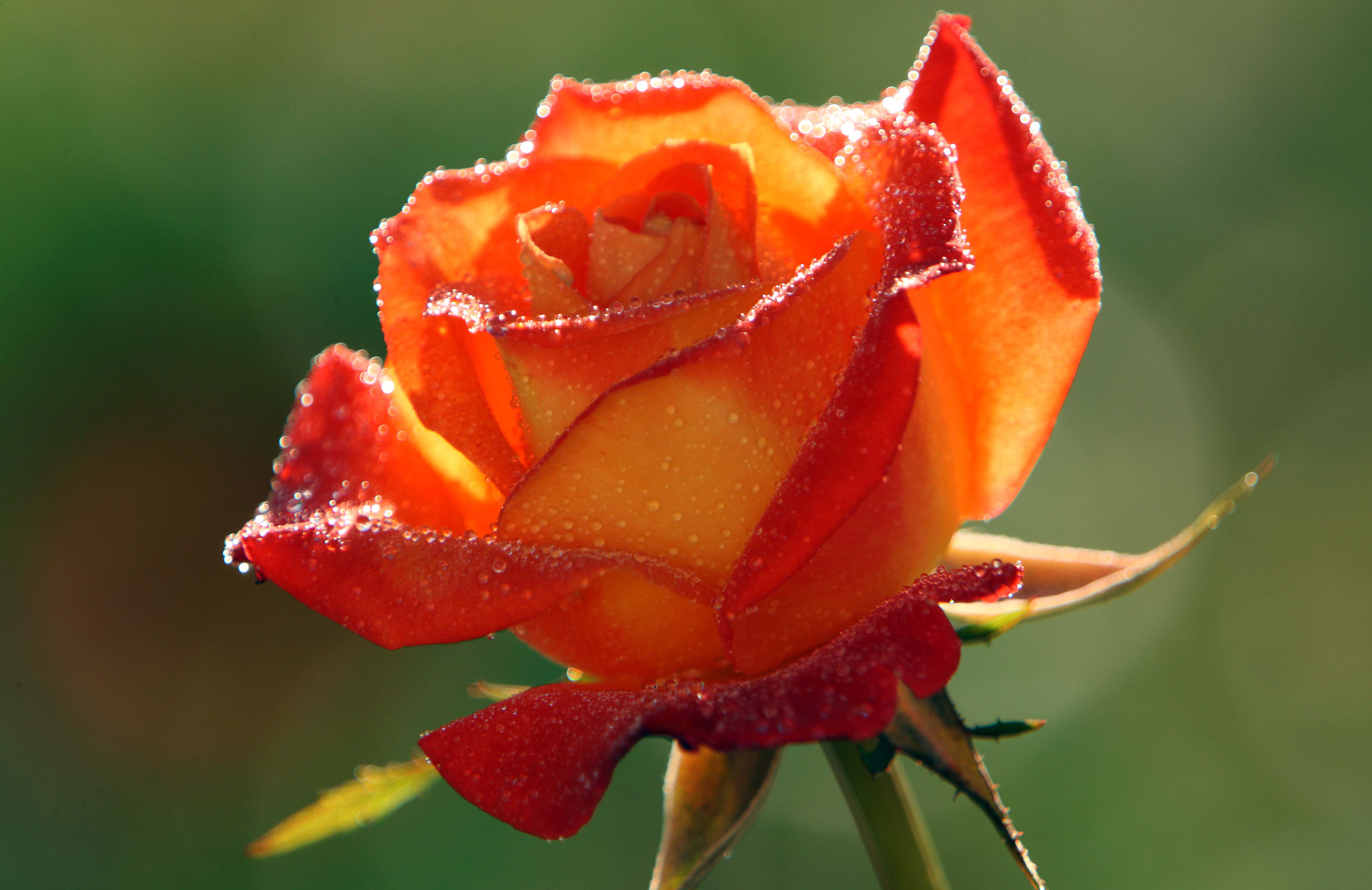 Beautiful Rose Hd Wallpapers Wallpapers