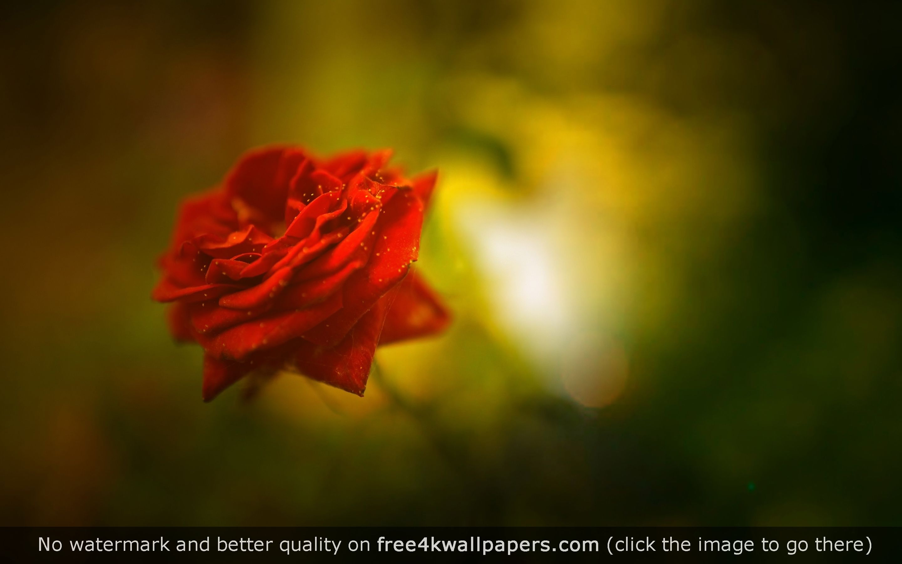 Beautiful Rose Hd Wallpapers Wallpapers