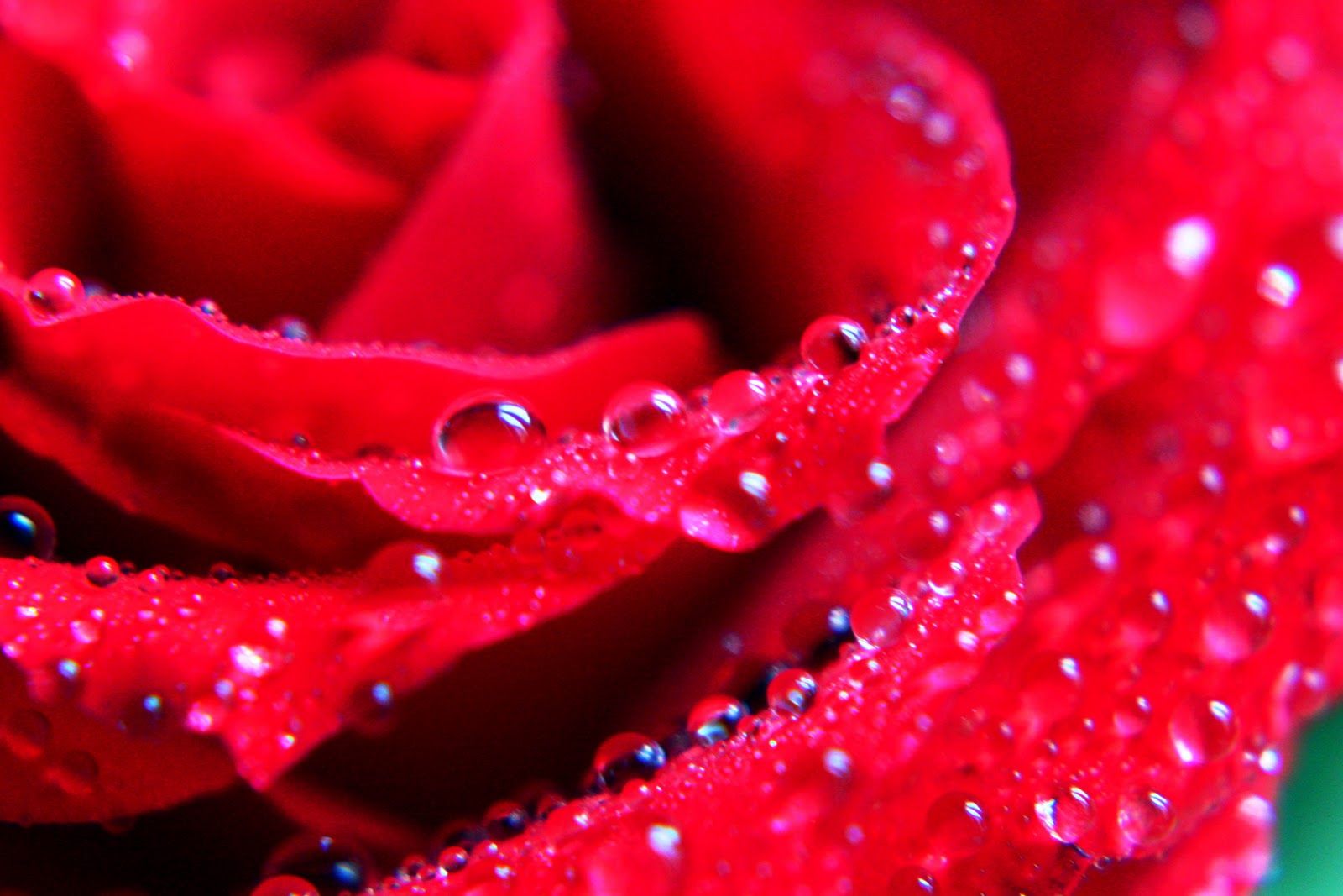 Beautiful Roses Wallpapers