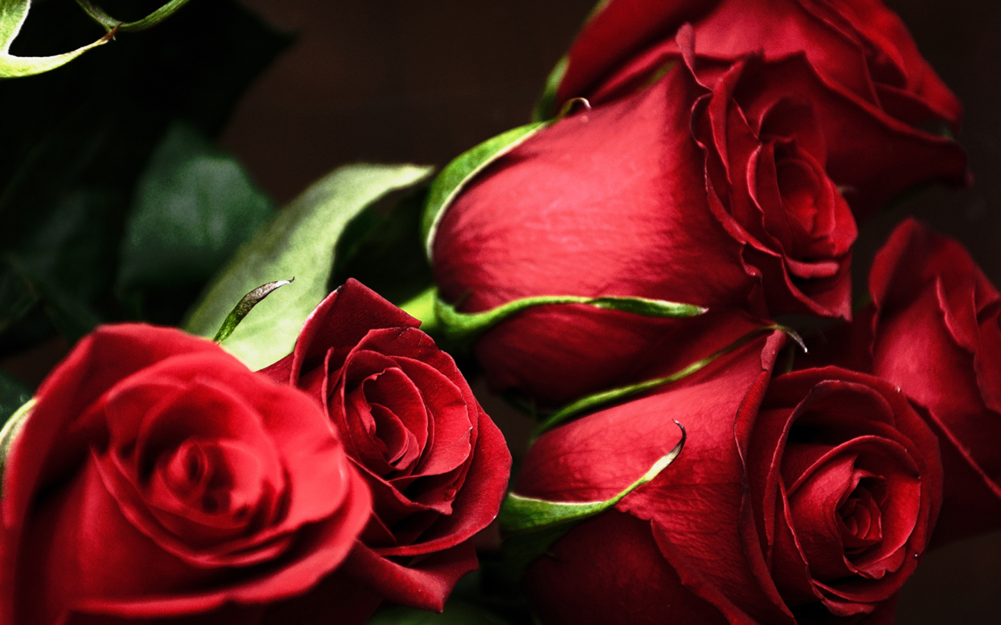 Beautiful Roses Wallpapers