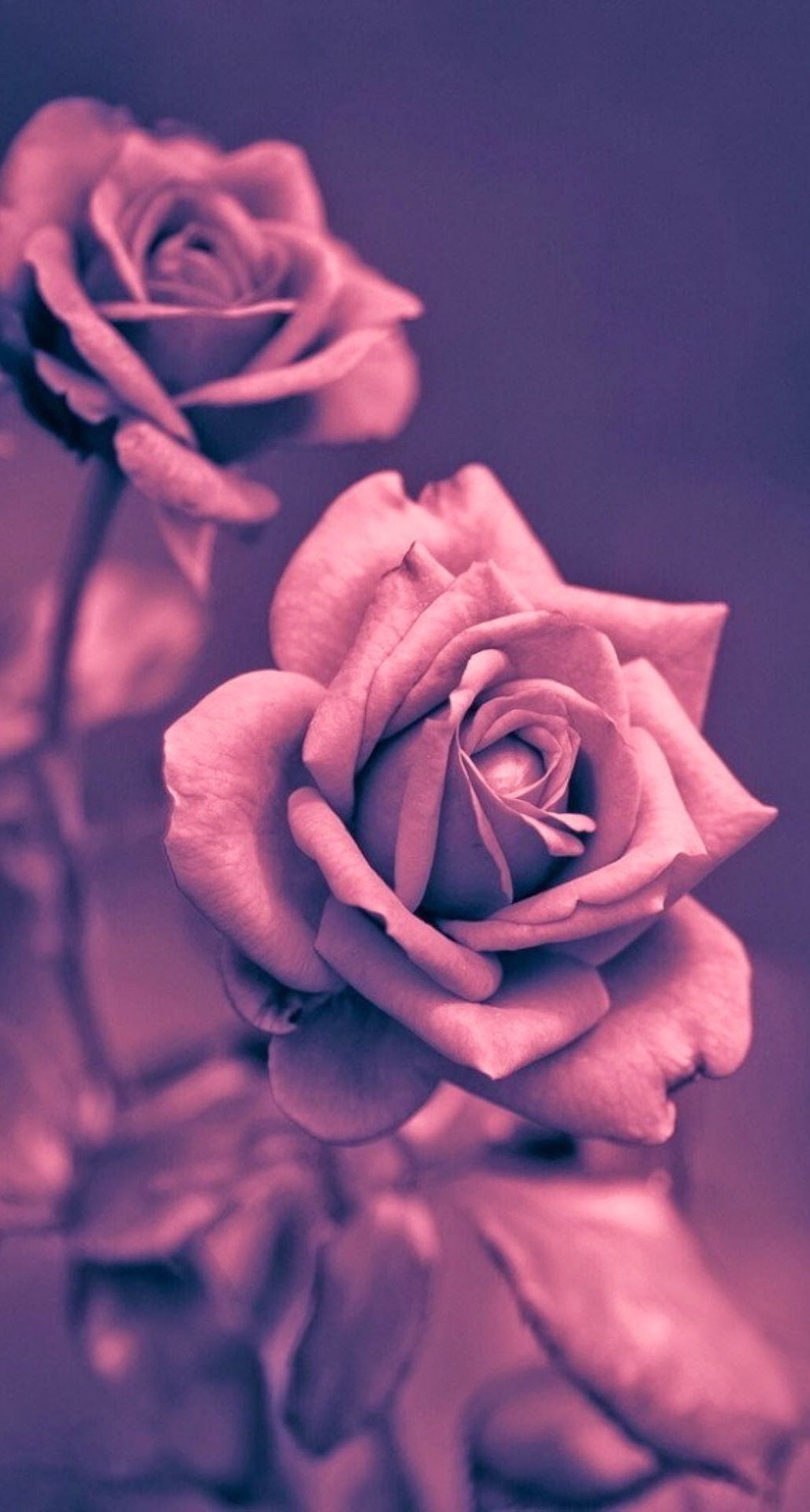 Beautiful Roses Wallpapers