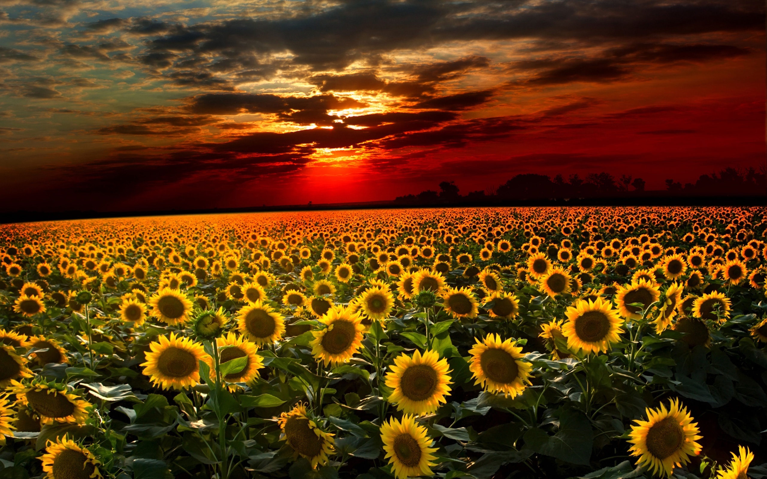 Beautiful Roses And Sunflower Wallpapers