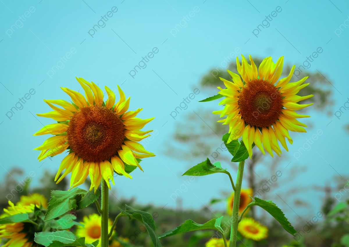 Beautiful Roses And Sunflower Wallpapers