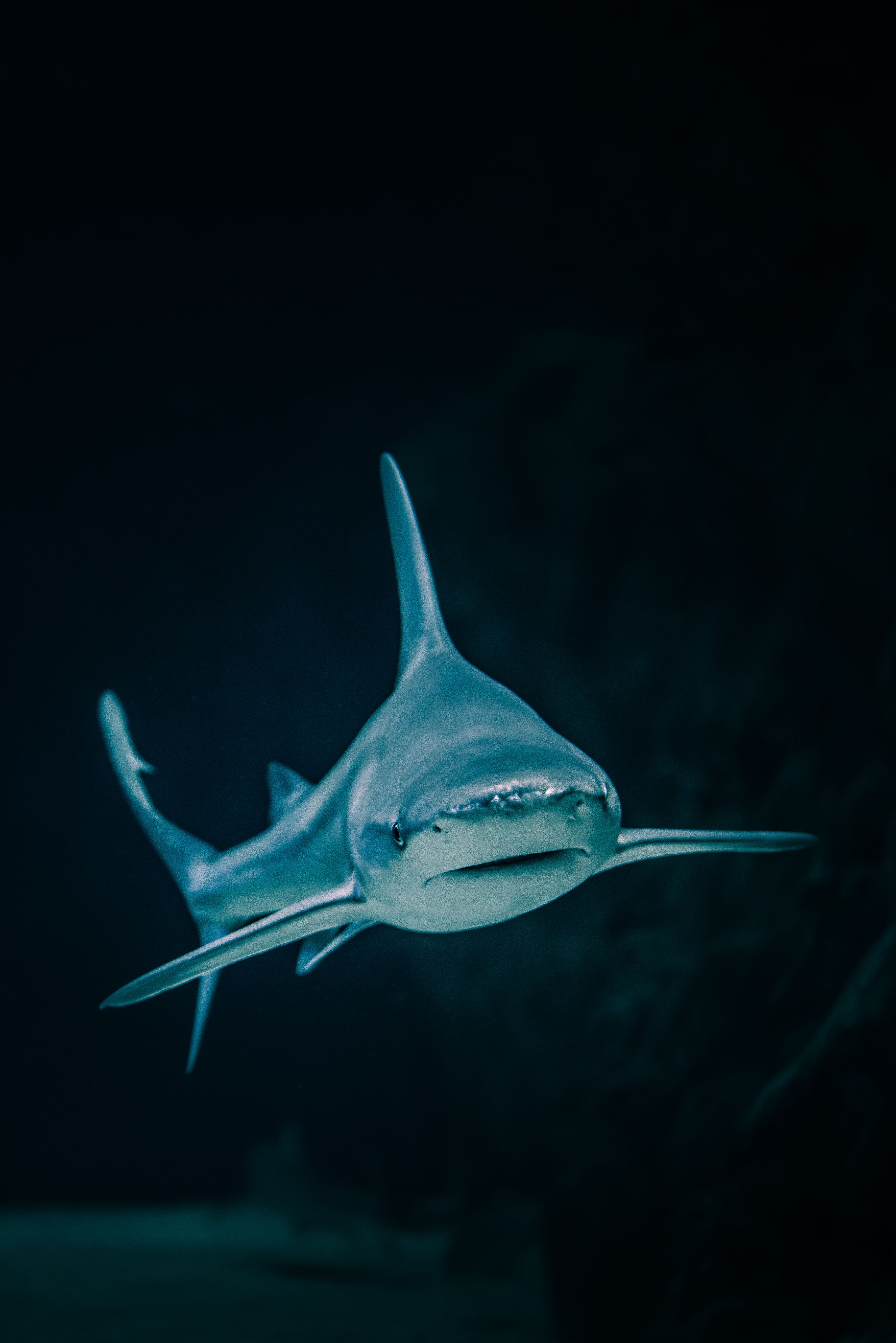 Beautiful Shark Wallpapers