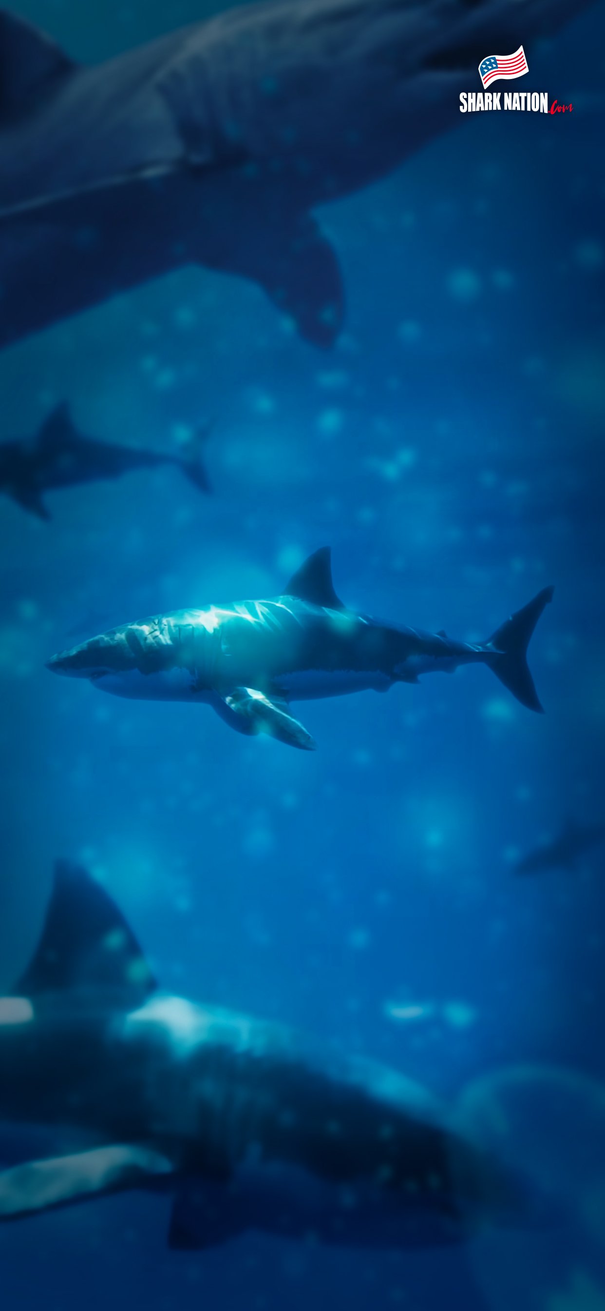 Beautiful Shark Wallpapers