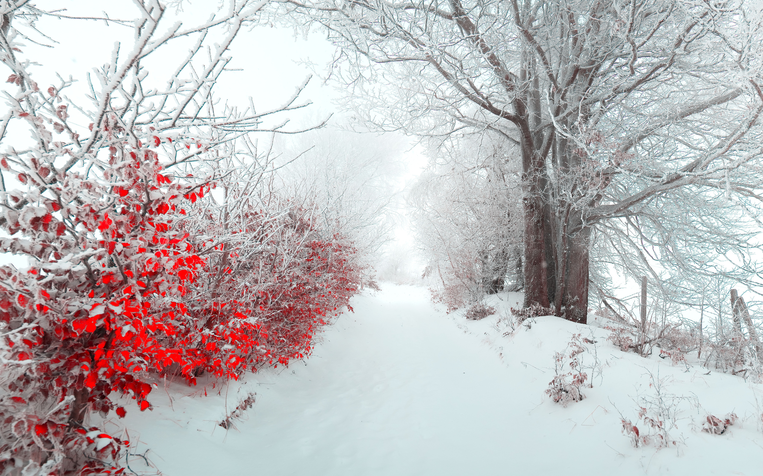 Beautiful Snow Scenes Wallpapers