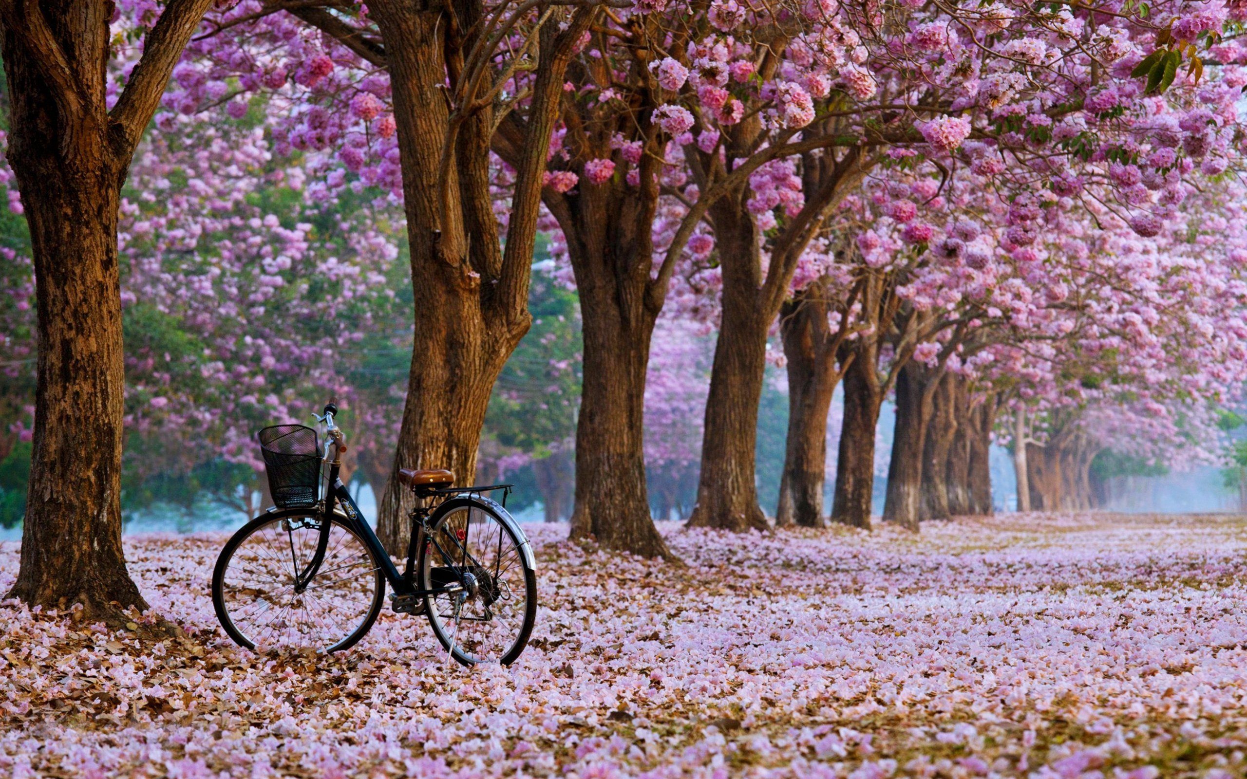 Beautiful Spring Wallpapers