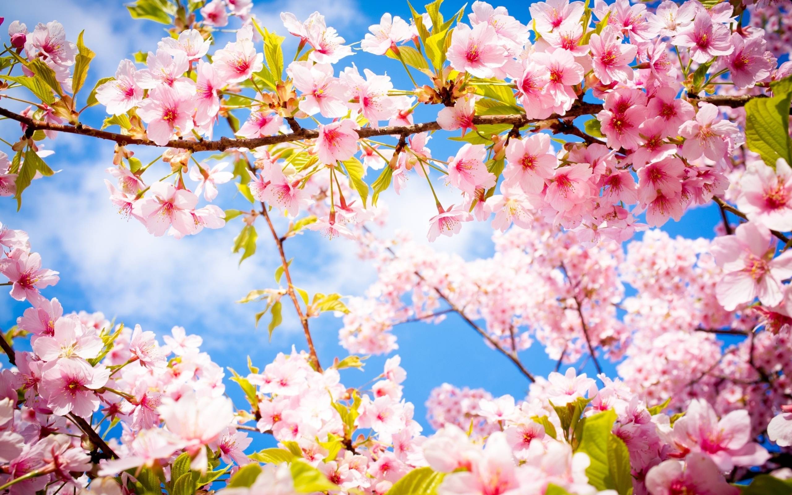 Beautiful Spring Desktop Wallpapers Wallpapers