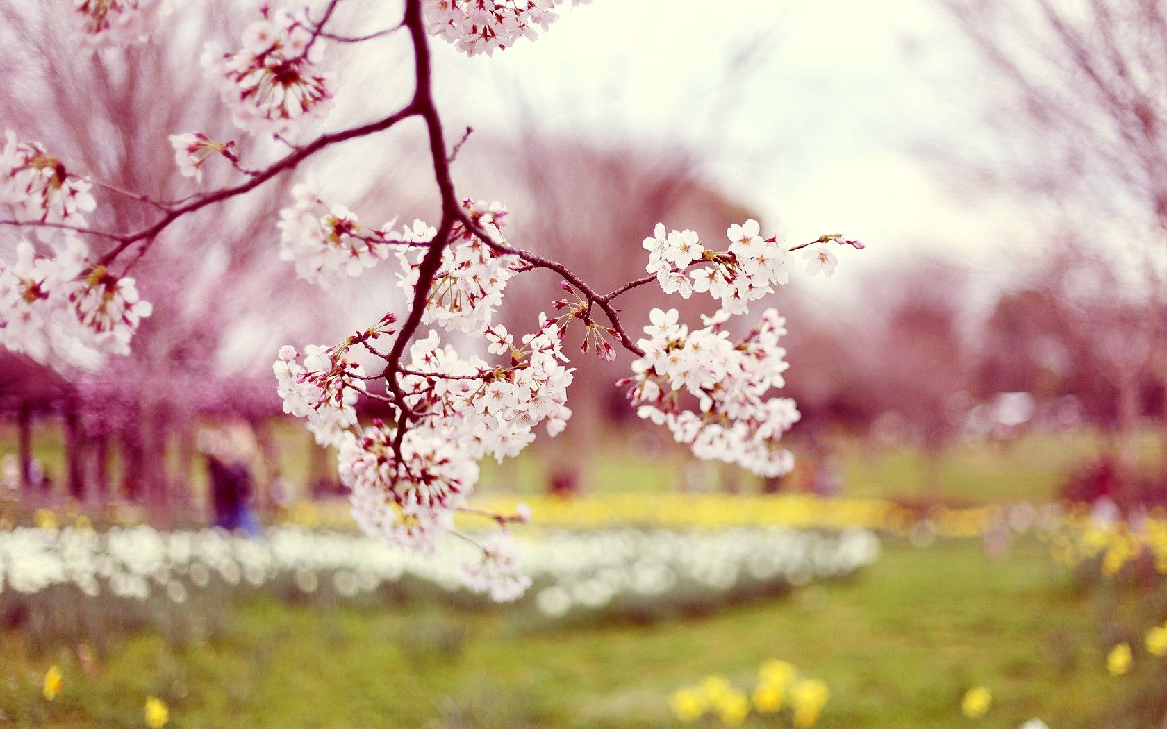 Beautiful Spring Desktop Wallpapers Wallpapers