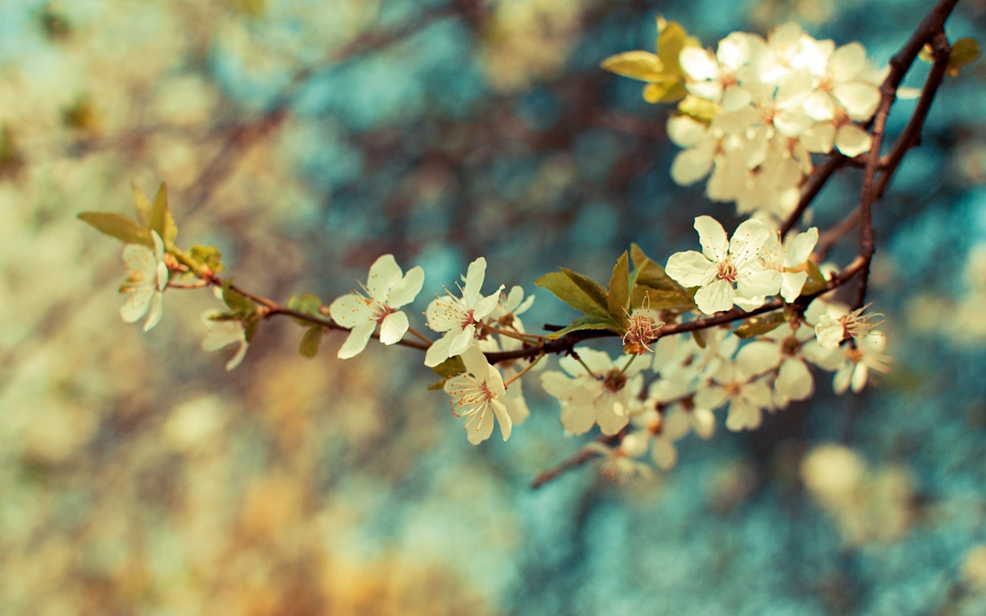 Beautiful Spring Desktop Wallpapers Wallpapers