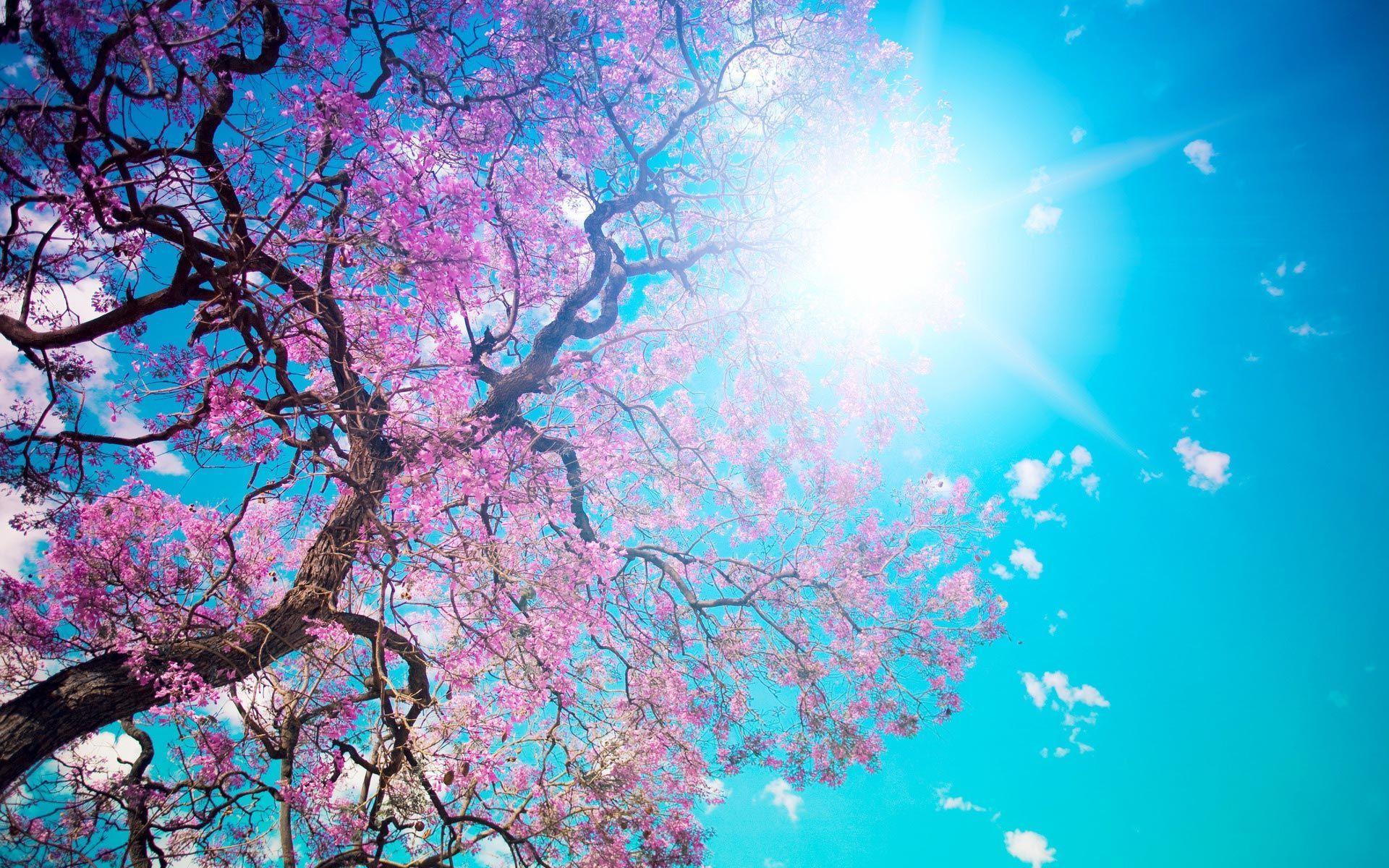 Beautiful Spring Desktop Wallpapers Wallpapers